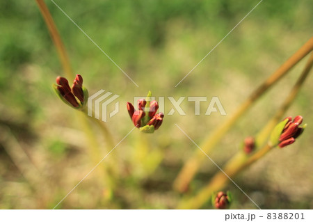 花　ひがん花　つぼみ　上から 8388201