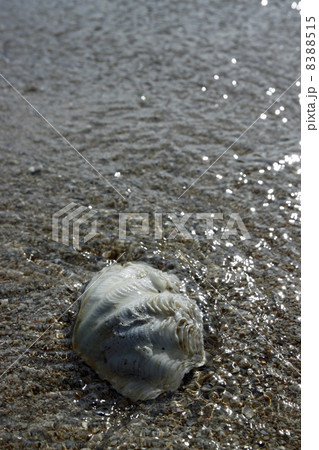 貝殻 8388515