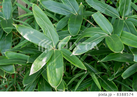 クマザサ 8388574