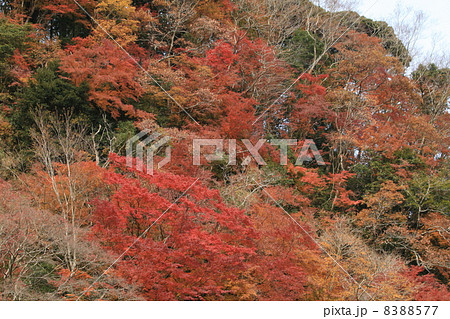 晩秋 千葉梅ヶ瀬渓谷 晩秋 千葉梅ヶ瀬渓谷 8388577