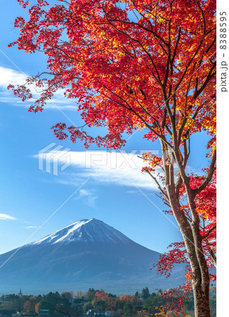 紅葉と富士山 紅葉と富士山 8388595