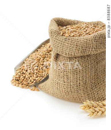 wheat grain on white 8388687