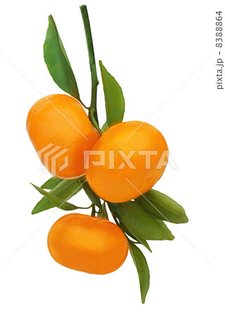 Fresh ripe tangerines with green leaves isolated on white backgr Fresh ripe tangerines with green leaves isolated on white backgr 8388864