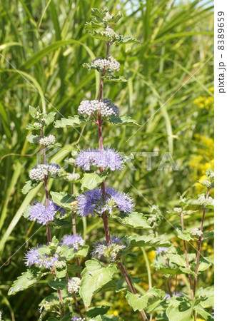 段菊 8389659