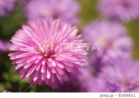 八重咲きアスター 八重咲きアスター 8389831