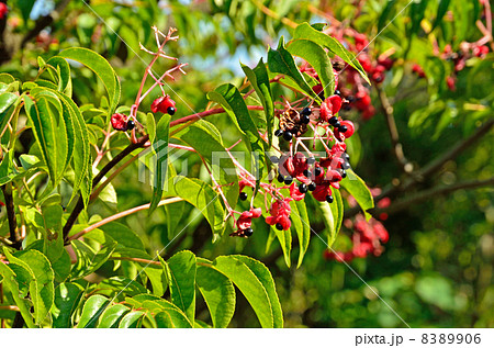 樹木・ゴンズイ　ミツバウツギ科 8389906