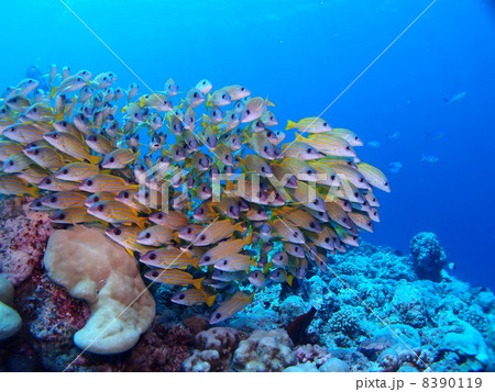 ヨスジフエダイの塊り♪ 8390119