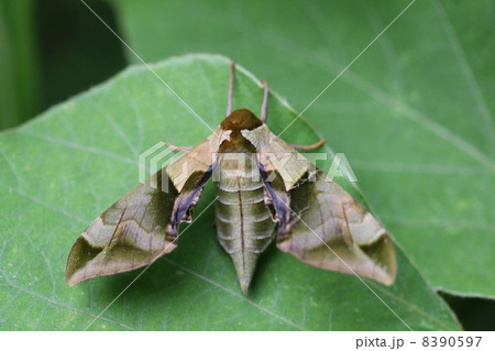 ウンモンスズメ 8390597