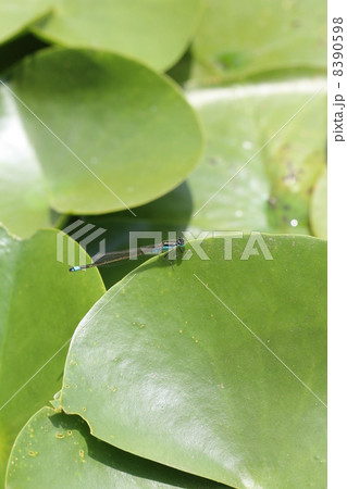 イトトンボ 8390598