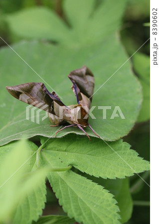 ウンモンスズメ 8390602