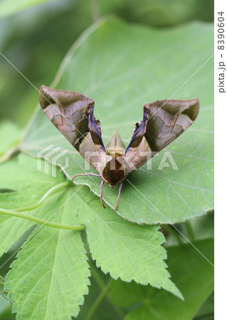 ウンモンスズメ 8390604