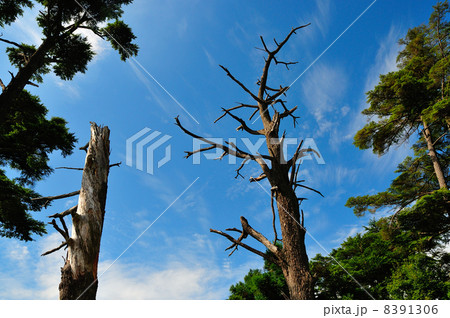宮島弥山の風景 8391306