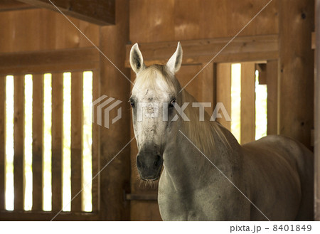 神馬 伊勢神宮 朔日参り 神馬 伊勢神宮 朔日参り 8401849