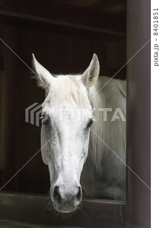 神馬 伊勢神宮 白馬 朔日参り 神馬 伊勢神宮 白馬 朔日参り 8401851