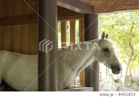 神馬(しんめ) 伊勢神宮 朔日参り 干支の動物 神馬(しんめ) 伊勢神宮 朔日参り 干支の動物 8401853