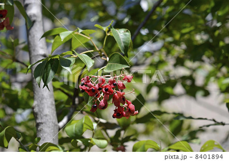 ゴンズイの実と種 8401894