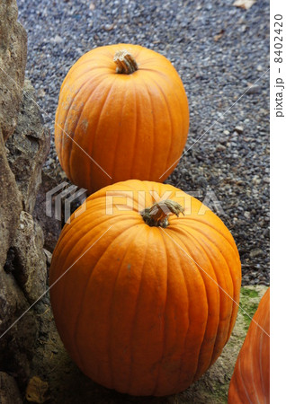 かぼちゃ 8402420