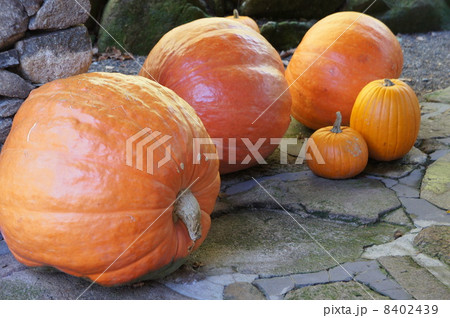 かぼちゃ 8402439