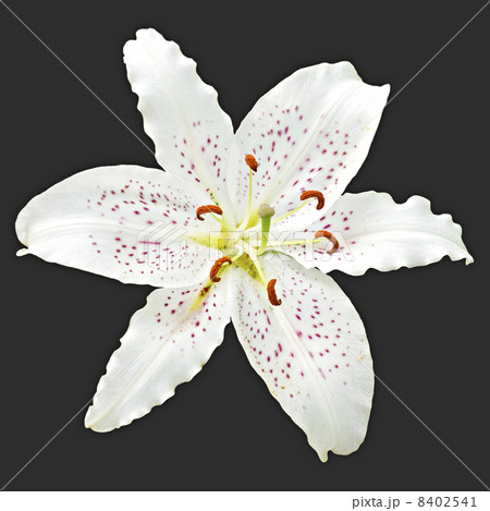 flower white lily of the royal on a black background 8402541