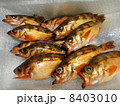 沖メバル 8403010