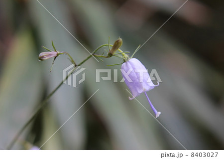 ツリガネニンジン 8403027