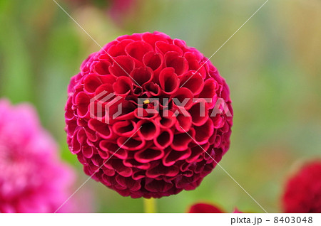 ダリアの花 ダリアの花 8403048