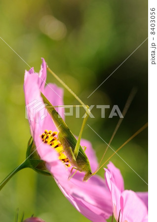 ツユムシ 8403056