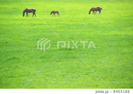 サラブレッド生産牧場の馬の親子 サラブレッド生産牧場の馬の親子 8403188