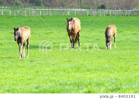 サラブレッド生産牧場の馬の親子 8403191