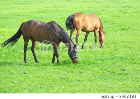 サラブレッド生産牧場の若駒 8403193