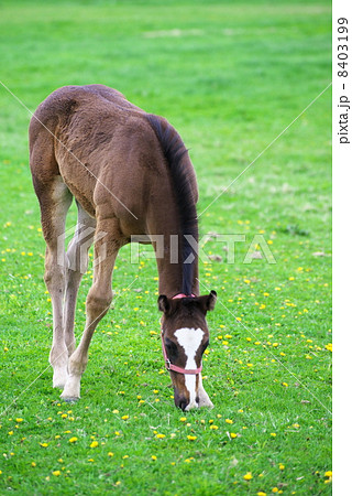 サラブレッド生産牧場の仔馬 サラブレッド生産牧場の仔馬 8403199