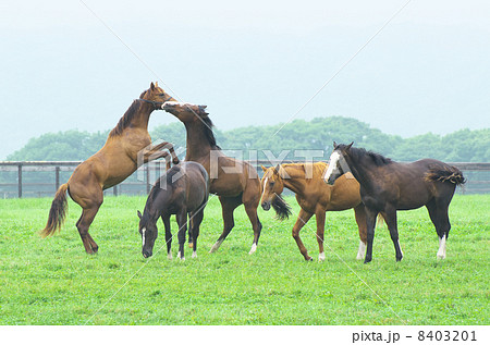 サラブレッド生産牧場の若駒の群れ 8403201