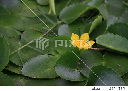 アサザの花 8404536