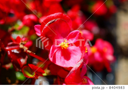 ベゴニア 赤 花言葉 永遠の栄え Begoniaの写真素材