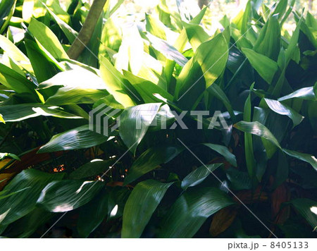 群生するハラン：葉蘭 8405133