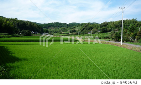 田んぼ 8405643