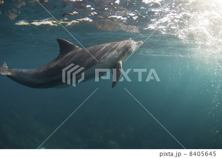 光を浴びる１頭のイルカ 8405645