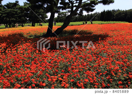 キバナコスモス 8405889