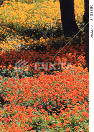 キバナコスモス 8405890