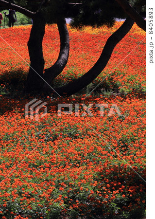 キバナコスモス 8405893