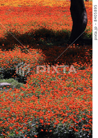 キバナコスモス 8405895