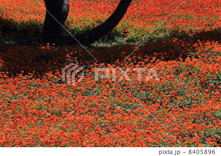 キバナコスモス 8405896