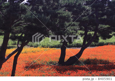 キバナコスモス キバナコスモス 8405901