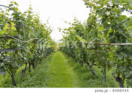 ぶどう畑 ぶどう畑 8406434
