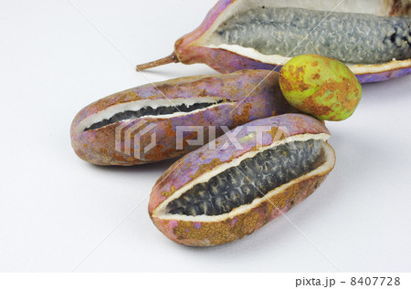 皮も食材アケビの実 8407728