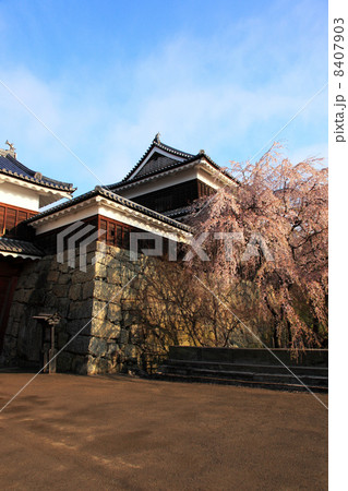 上田城本丸北櫓門と桜 8407903