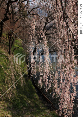 上田城堀の桜 8407939