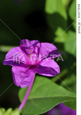 オシロイバナ（白粉花） 8407948