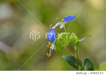 露草 露草 8408333
