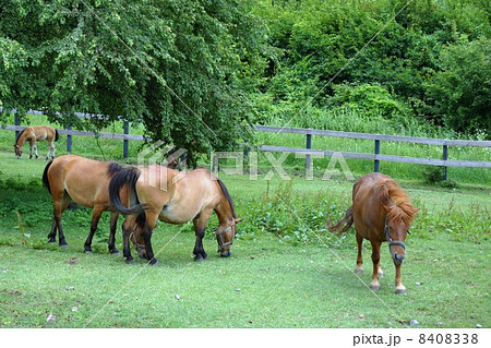 木曽馬 木曽馬 8408338